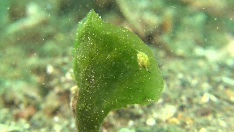 Tiny-nudibranch-on-sea-grass