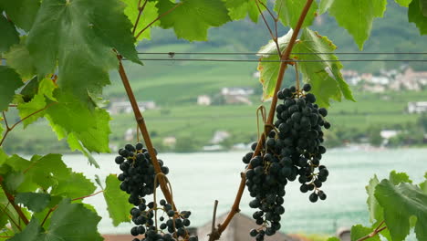 Bunches-of-ripe-blue-grapes-hanging-on-plant-with-blurred-lake-and-mountains-in-background