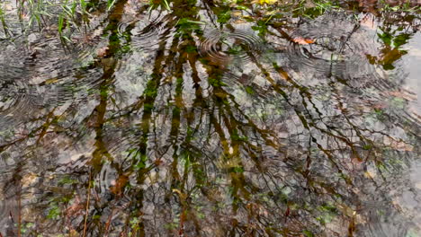 Autumn-raindrops-falling-into-natural-creek