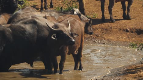 A-herd-of-cape-buffalo-taking-a-bath-in-the-muddy-lake