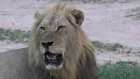 Close-up-of-male-lion-lying-down,-panting-with-heat