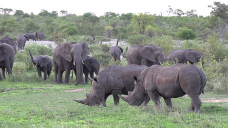Landscape-with-Elephants-and-White-Rhinos-grazing.-Gimbal