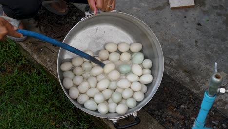 Motion-shot-person-washing-outdoors-big-pan-full-of-duck-eggs-with-water-hose