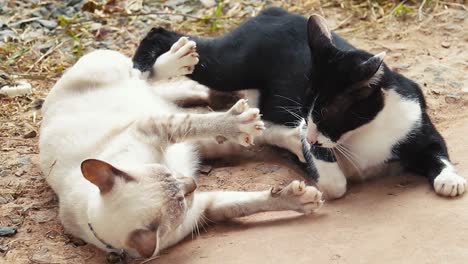 Two-cats-play-fighting-like-kung-fu-fighters-and-having-a-staring-contest-with-each-other-in-slow-motion