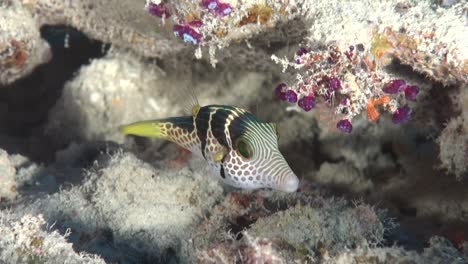 Schwarz-Gesattelter-Tobi-Fisch-Schwimmt-über-Korallenriff