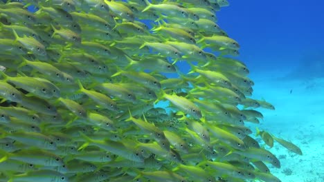 Eine-Gruppe-Gelber-Ziegenfische-Schwimmt-über-Einem-Sandigen-Riff-Mit-Tiefblauem-Wasser-Im-Hintergrund