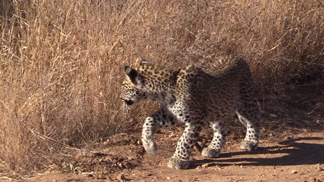 Ein-Junger-Leopard-Schleicht-Am-Rande-Der-Büsche-Entlang,-Bis-Er-Seine-Mutter-Findet-Und-Sich-Neben-Sie-In-Den-Schatten-Legt