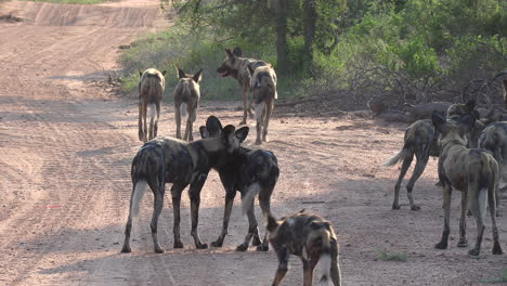 Nahaufnahme-Eines-Großen-Rudels-Afrikanischer-Wildhunde,-Die-Sich-Auf-Einer-Unbefestigten-Straße-Bewegen