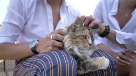 Couple-pets-their-long-haired-cat-on-the-lap-of-the-man