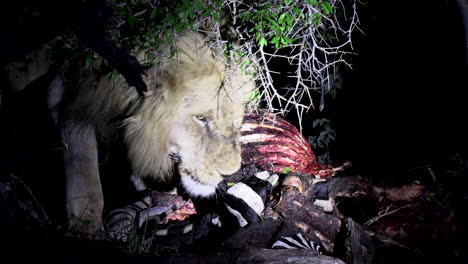 Close-view-of-male-lion-feeding-on-zebra-carcass-at-night,-spotlight