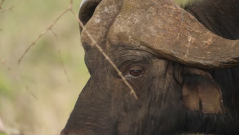 Dramatic-Closeup-Tracking-of-Head-of-Wild-Male-African-Buffalo-Walking