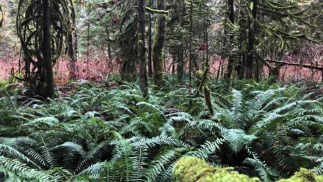Große-Grüne-Farne-Wachsen-In-Einem-Regenwald-Mit-Vielen-Braunen-Bäumen-Und-Roten-Pflanzen