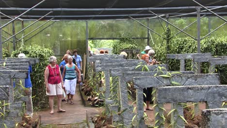 Tourists-visiting-a-Vanilla-plantation-in-Raiatea,-Society-Islands,-French-Polynesia