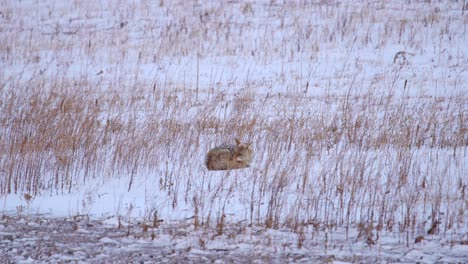 Kojote-In-Einem-Schneebedeckten-Offenen-Feld