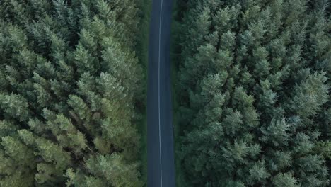 Asphalt-Road-Surrounded-By-Young-Forest-Trees-In-The-Wicklow-Mountains-In-Ireland---aerial-drone,-top-down-shot