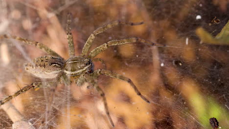 Schieberaufnahme-über-Einem-Trichternetzspinnen-Weibchen-Auf-Ihrem-Netz-In-Der-Morgensonne