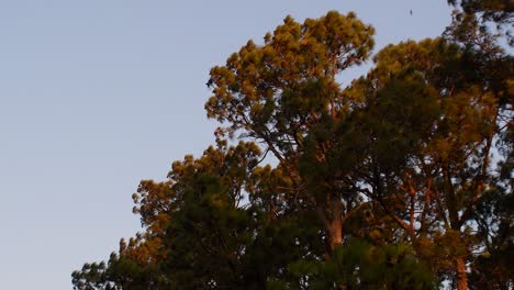 Chimango-caracaras-fly-above-a-grove-at-sunset-on-a-windy-day-at-dusk-in-rural-Santa-Fe,-Argentina