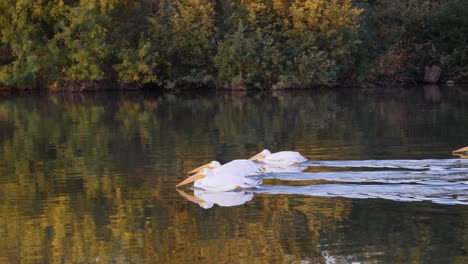 Pelikane-Schwimmen-In-Einem-Ruhigen-Teich,-Wenn-Man-Seinen-Kopf-Ins-Wasser-Taucht