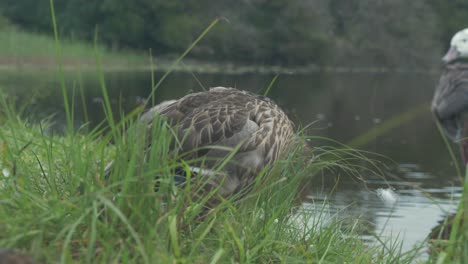Young-mallard-duck-stretching-and-preening-by-river-shoreline-in-Summer