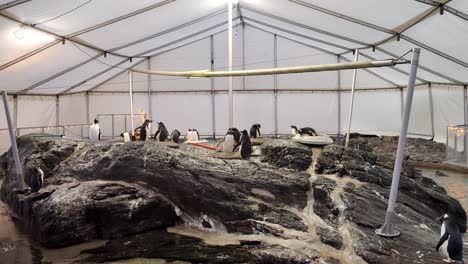 Hoop-penguins-in-captivity-inside-aquarium-zoo---Tent-over-living-space
