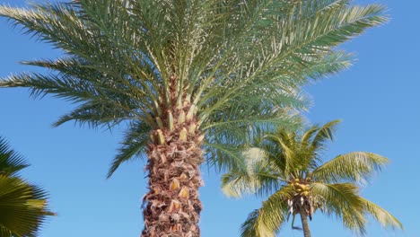 Beautiful-coconut-palms.-Low-angle-handheld