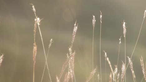 Weizen-Im-Wind,-Sommerzeit