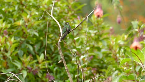 Green-and-black-hummingbird-sits-on-a-branch-perched