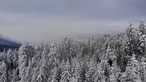 Wald-Mit-Umliegenden-Kiefern-Im-Winterschnee-–-Drohnenaufnahme-Aus-Der-Luft,-Nach-Unten-Geneigt