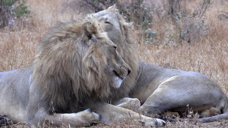 Close-view-of-adult-male-lions-interacting-in-South-African-bushland