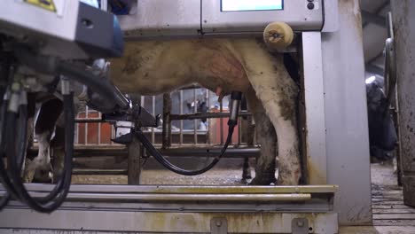 Automated-Milking-System-On-A-Dairy-Farm---Cow-Milked-By-Milking-Robot---static-shot