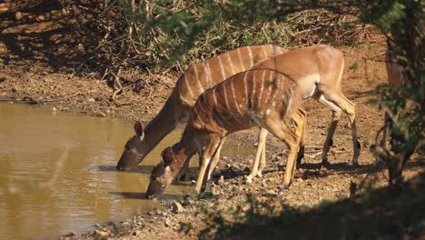 A-group-of-nyala-females-drinking-from-the-watering-hole,-close-up,-full-length-shot
