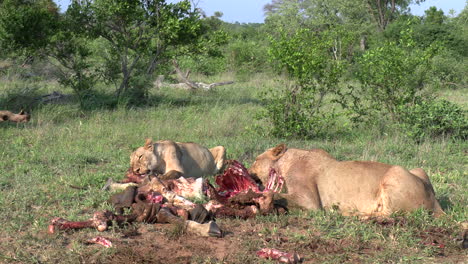Close-view-of-two-lionesses-feeding-on-giraffe-kill-in-green-bushland