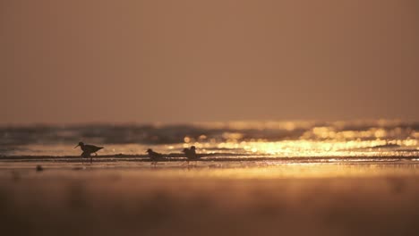 Small-shore-birds-silhouette-feeding-on-a-beach-at-golden-hour-sunset-slow-motion