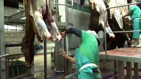 Worker-skinning-horse-hung-in-slaughterhouse