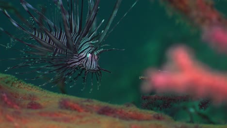 Close-up-of-a-juvenile-Lionfish-hiding-between-corals