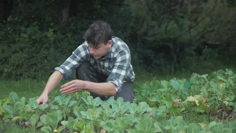 Young-male-gardener-inspecting-weeding-between-young-kale-plants-in-garden