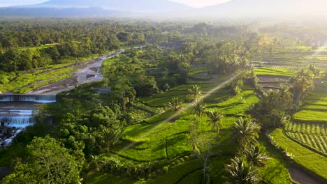 Lush-green-rice-plantations-next-to-waterfall-dam-in-Sawangan-Indonesia,-aerial