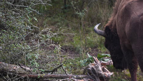 A-european-bison-bonasus-bull-grazing-next-to-a-bush,-forest,-Czechia