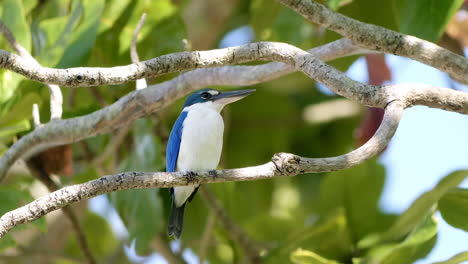 Collared-Kingfisher-Sitting-In-a-Tree's-Branch