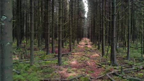 Drone-flies-through-dense-pine-tree-forest-woods-nature-fallen-branches