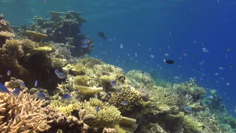 Vista-Estática-De-Un-Arrecife-De-Coral-Con-Coral-Cuerno-De-Ciervo-Y-Peces-De-Arrecife-En-Las-Maldivas