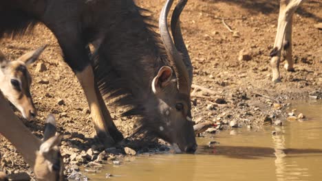 Close-up-of-a-nyala-bull-drinking-from-the-lake,-full-body-scan
