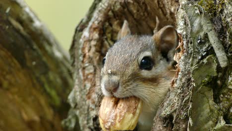 Close-up-shot-of-cute-squirrel-with-nut-in-mouth-hiding-in-tree-trunk