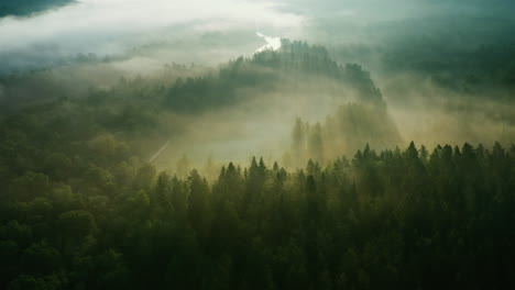 Green-forest-in-morning-with-thick-fog-over-trees,-aerial-drone-shot