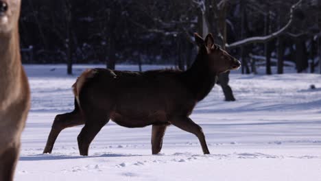 elk-rack-focus-to-background-female-walking-in-powder-snow-slomo