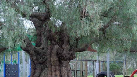 Gran-árbol-Nativo-Australiano-En-El-Patio-De-La-Escuela,-Inclínate-Hacia-Arriba