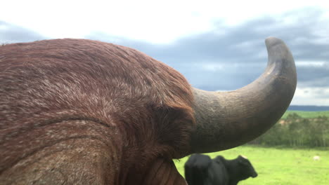 Male-cattle-bull-horn-closeup,-grass-field-and-sky-on-the-background