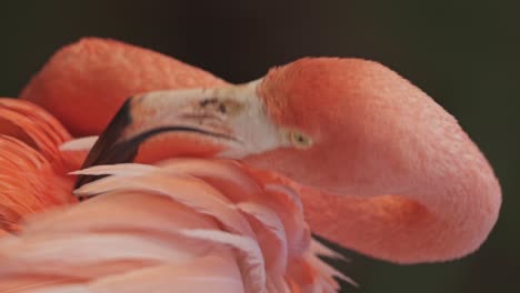 Nahaufnahme-Eines-Farbenfrohen-Amerikanischen-Flamingos,-Der-Federn-Mit-Dem-Schnabel-Zupft