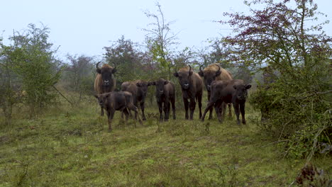 Small-european-bison-herd-standing-still-in-a-bushy-field,fog,Czechia