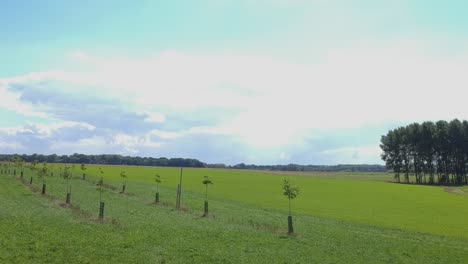 A-row-of-tree-saplings-in-a-green-grassy-field-with-a-bright-blue-sky